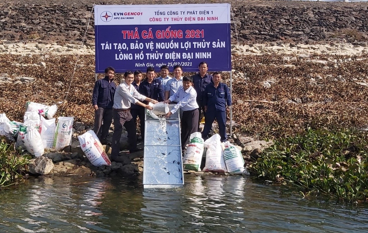 CÔNG TY THỦY ĐIỆN ĐẠI NINH THẢ CÁ GIỐNG TÁI TẠO, BẢO VỆ NGUỒN LỢI THỦY SẢN  LÒNG HỒ THỦY ĐIỆN ĐẠI NINH NĂM 2021